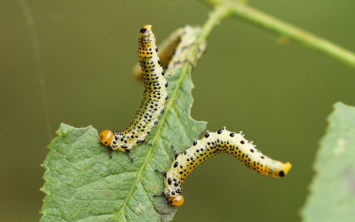 Honeysuckle in danger