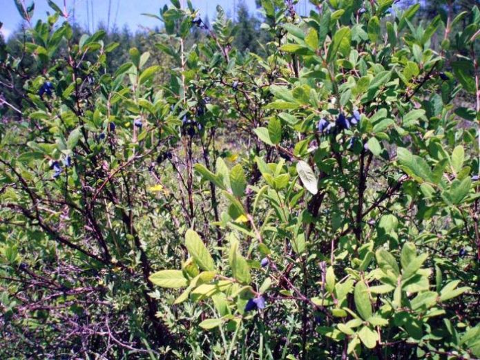 Forest thickets of honeysuckle