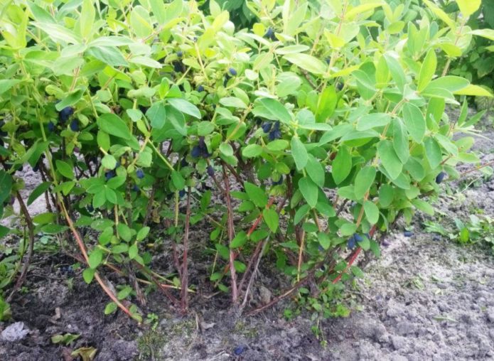 The perfect young honeysuckle bush