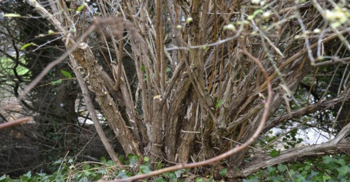 Heavily thickened honeysuckle bush