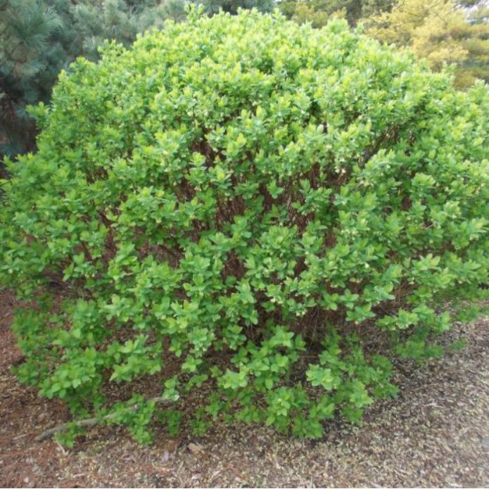 Decorative honeysuckle