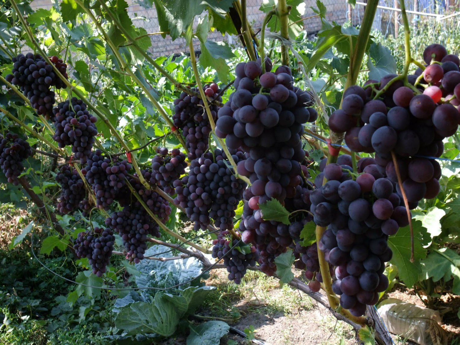 Grapes in the country: how to prepare a place, plant seedlings and care for them