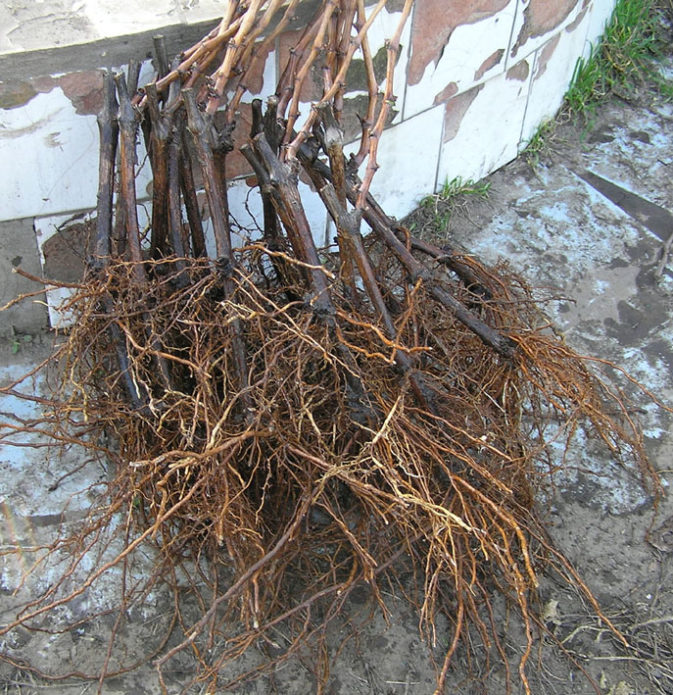 Grape seedlings