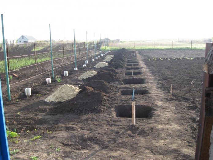 A row of grape plantings