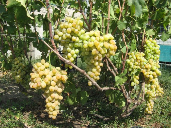 Grapes on a trellis