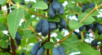 Annual increments of honeysuckle