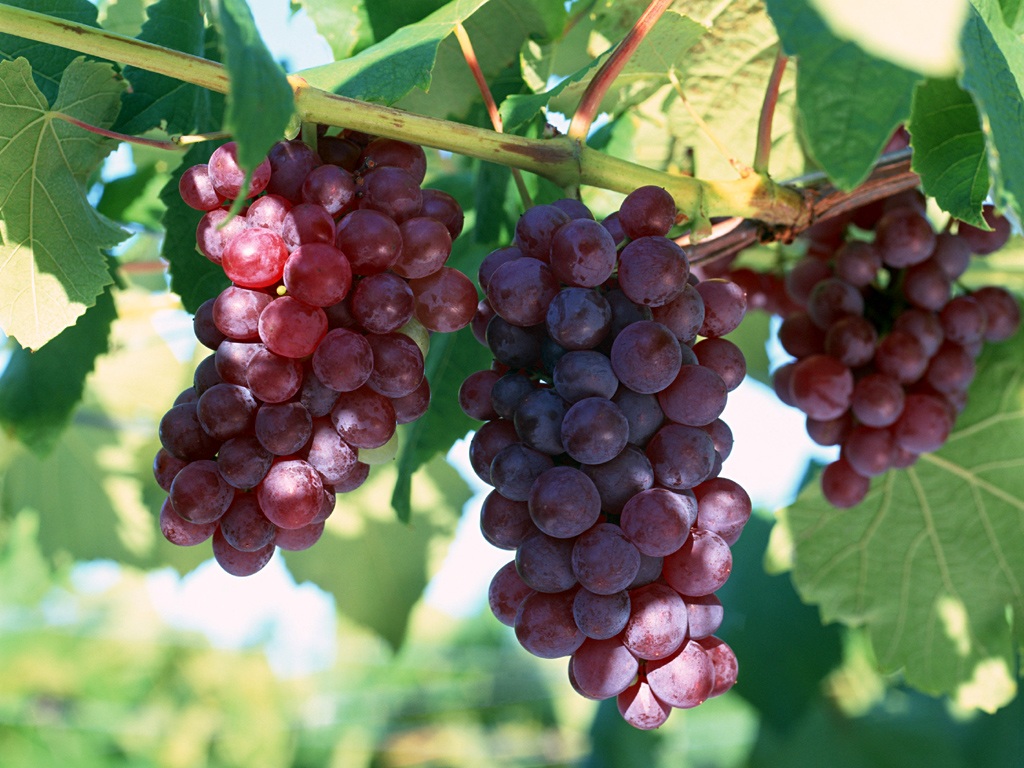 Growing grapes: tips for beginners and planting schemes