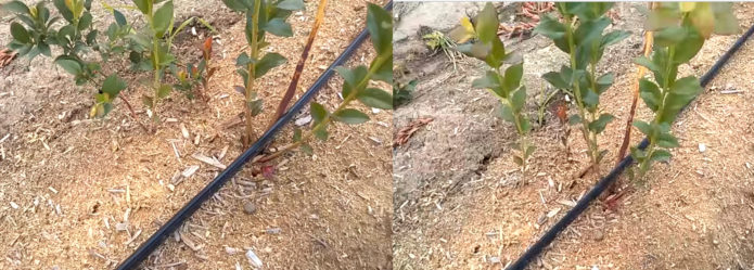 Blueberry seedling before and after pruning