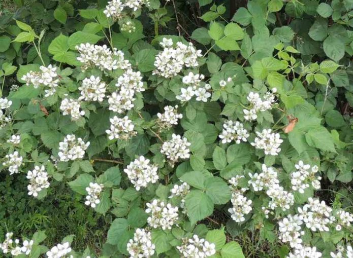 sowing blackberries