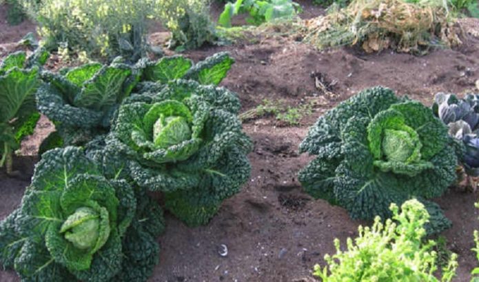 Neighborhood with savoy cabbage