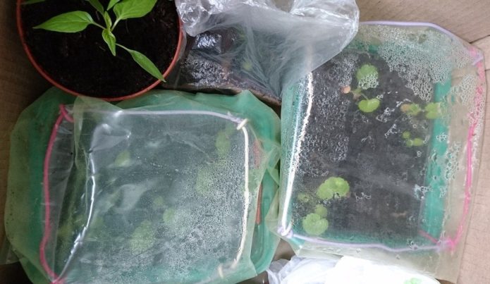 Crops of savoy cabbage in a greenhouse