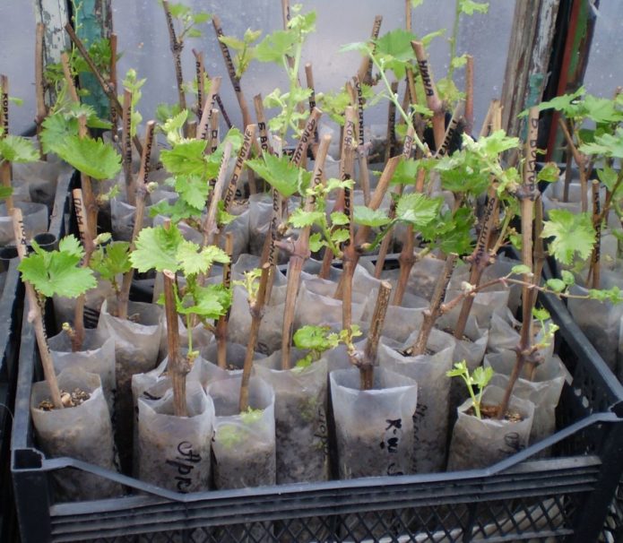 Cuttings with leaves