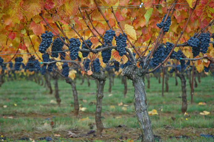 Standard grapes