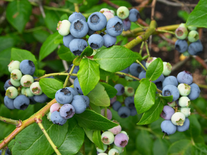 Fruiting blueberries