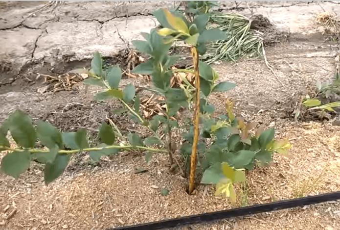 Pruning blueberry seedlings in summer