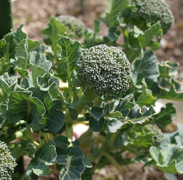 Broccoli Lucky F1