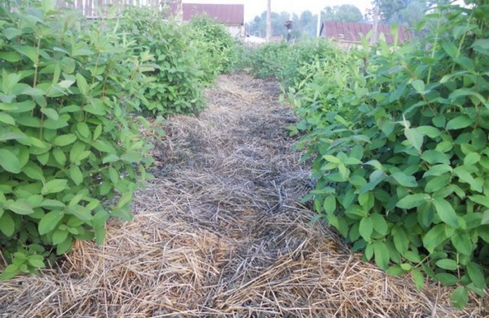 Honeysuckle bushes