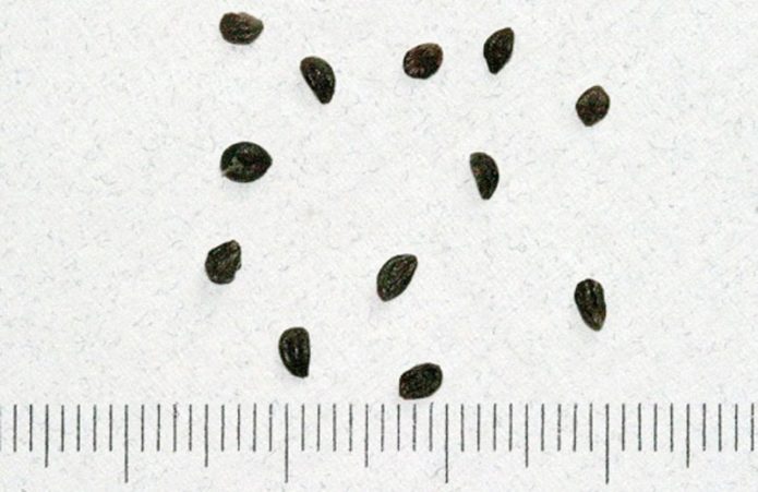 Seeds