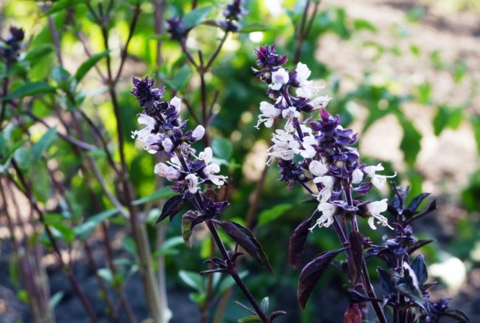 Blooming basil