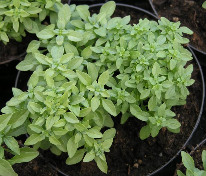 Basil varieties Pet