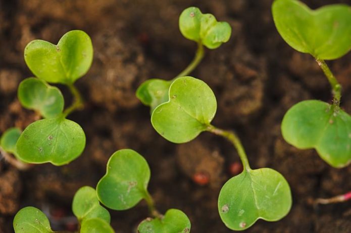 Sprouts of cabbage