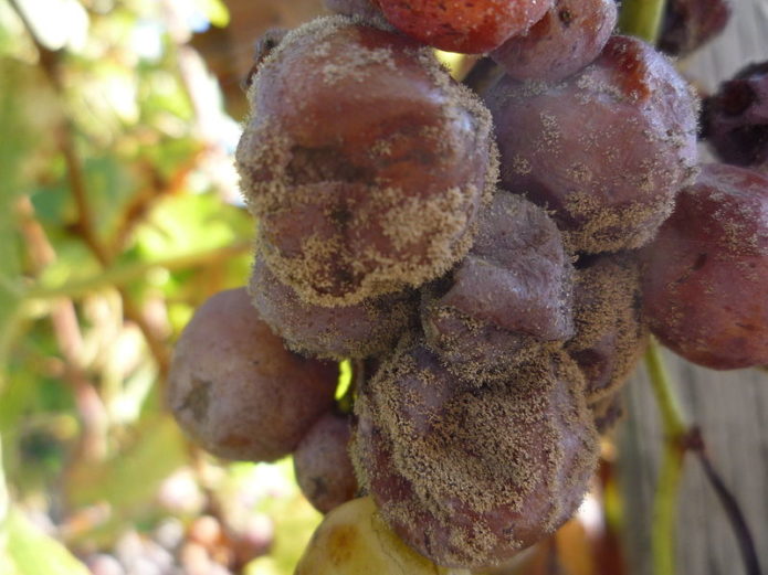 Gray rot of grapes