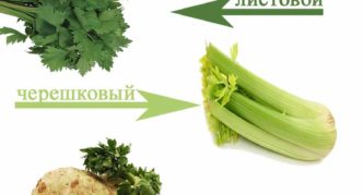 Types of celery