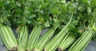 Leafy celery