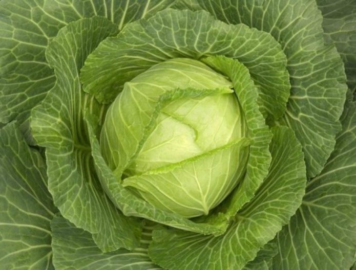 Rosette Cabbage Gift