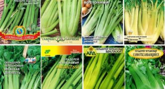 Celery varieties