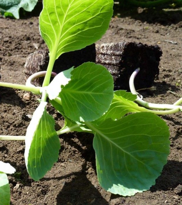 Seedlings before planting in the ground