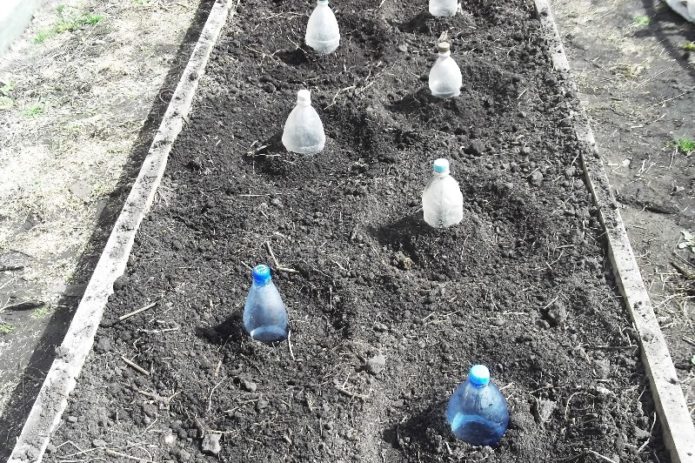 Cabbage under bottles