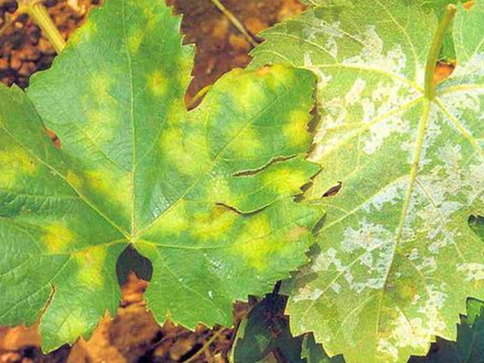 Mildew grapes