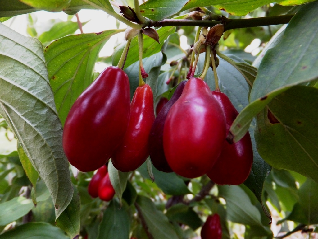 Growing dogwood in the Moscow region: what kind of plant it is, how it is planted, how it is looked after and what varieties exist