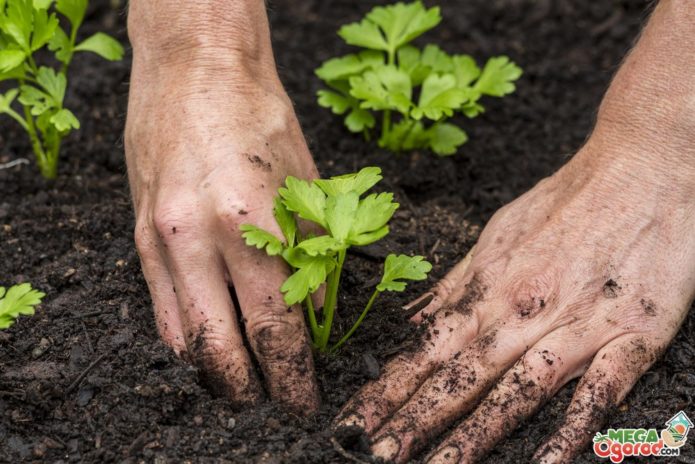 Planting celery seedlings