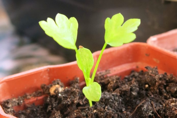 Celery seedlings