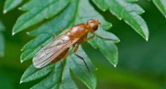 Celery fly