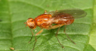 Carrot fly