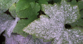 Powdery mildew