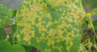 Cucumber mosaic