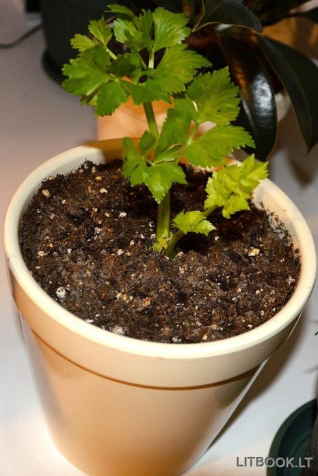 Celery in a pot