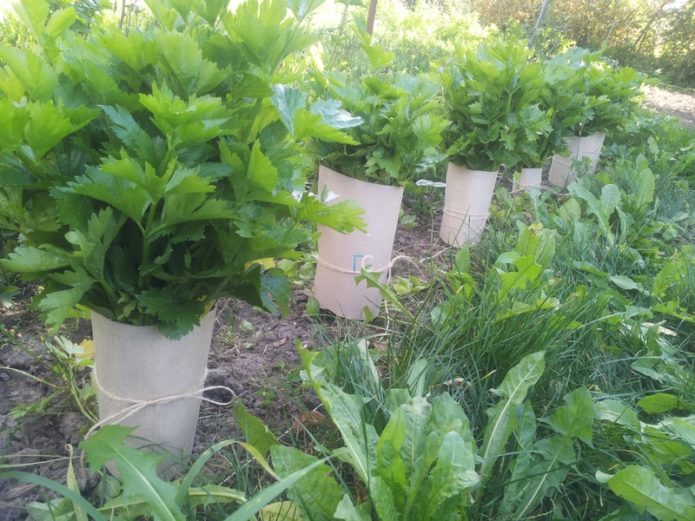 Bleaching stalked celery