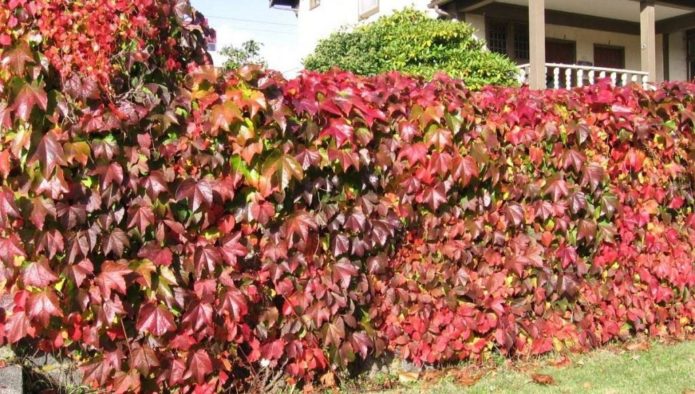 Fence entwined with maiden grapes