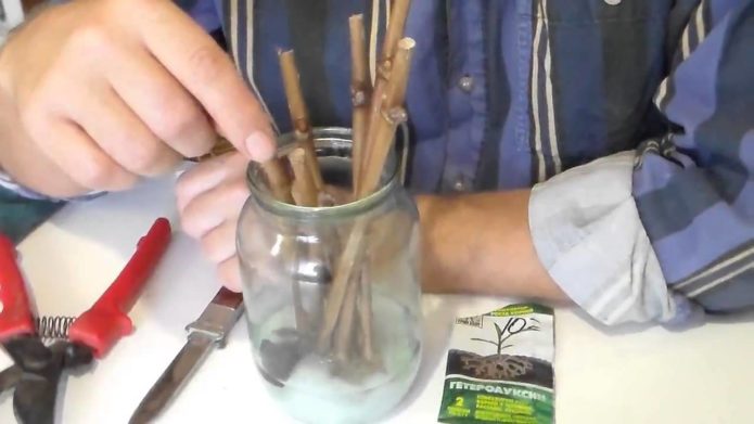 Rooting cuttings in water