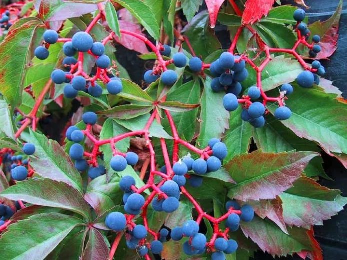 Maiden grape fruit