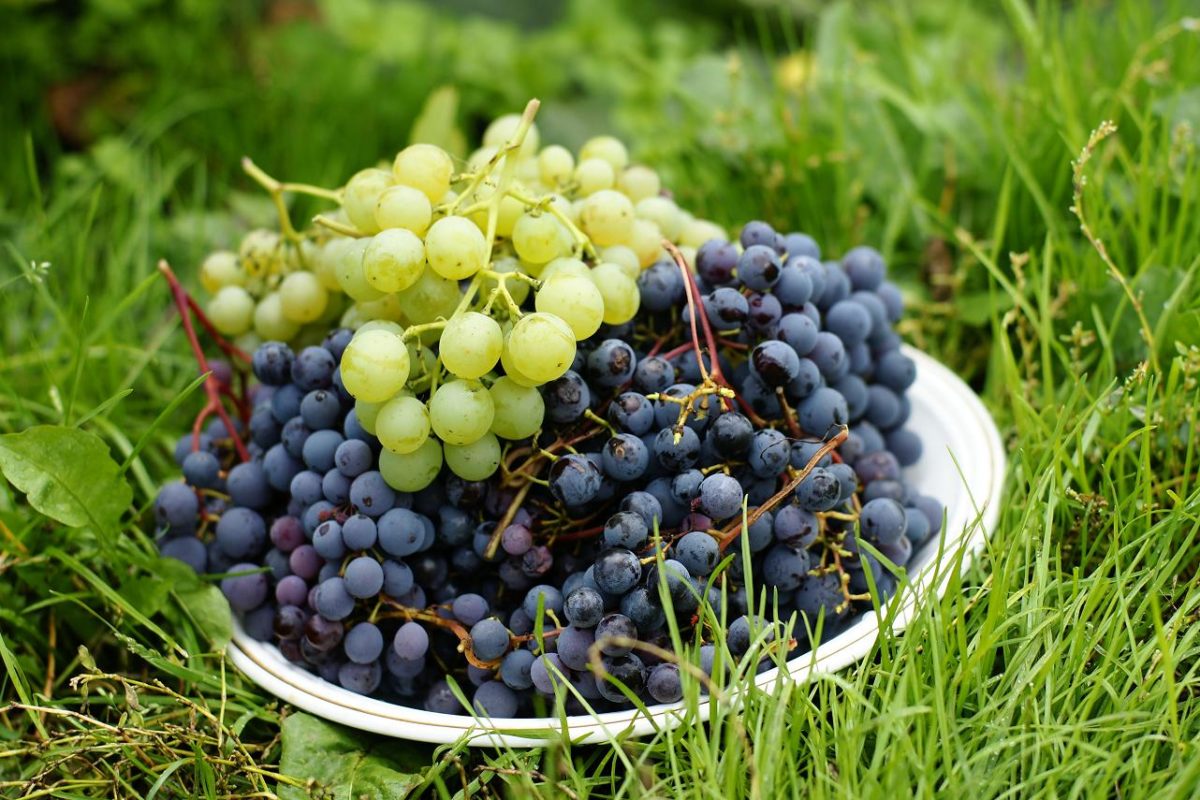 grapes in Siberia