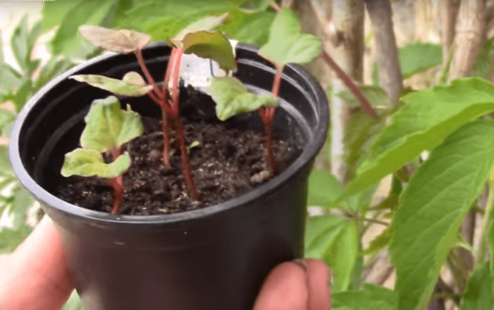 Sprouts of maiden grapes