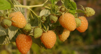 Raspberry Autumn Amber