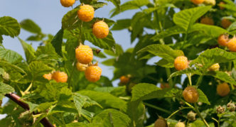 Raspberry varieties Golden Everest