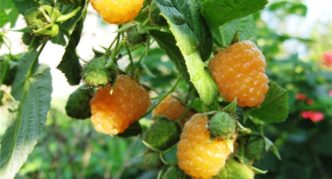 Raspberry variety Apricot